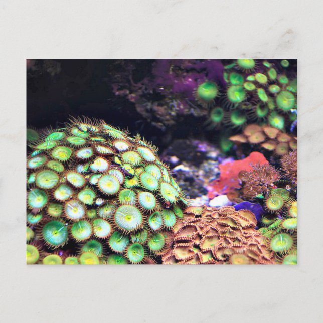 Colourful Coral Reef Postcard (Front)