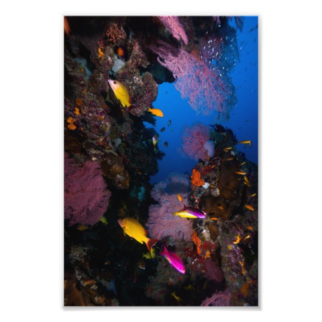 Colourful Coral Sea Photo Print (Front)