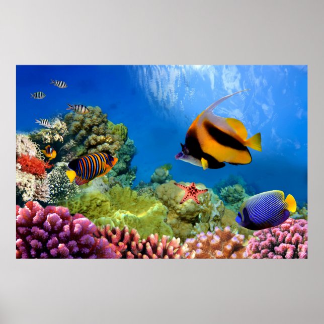 Colourful Coral & Tropical Fish Poster (Front)