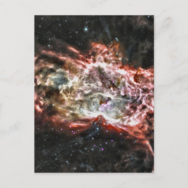 Colourful Cosmos Postcard (Front)