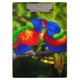 Colourful Couple of Kissing Parrots Clipboard