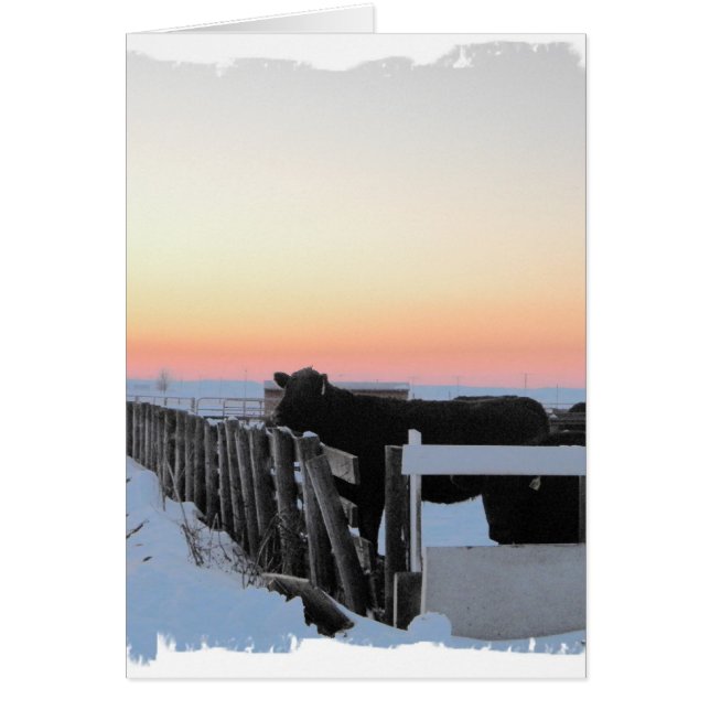 Colourful Cow (Front)