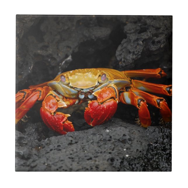 Colourful Crab Tile (Front)