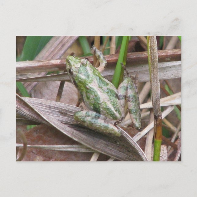 Colourful Cricket Frog Postcard (Front)