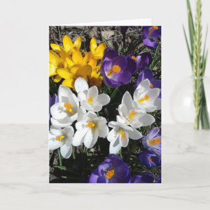 Colourful Crocus Spring Flowers Blank Card