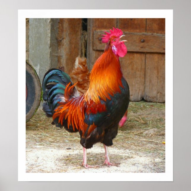 Colourful Crowing Rooster by Barn Poster (Front)