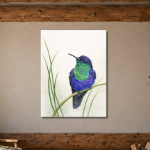 Colourful Crowned Woodnymph Hummingbird 