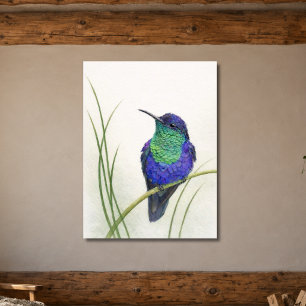 Colourful Crowned Woodnymph Hummingbird Poster