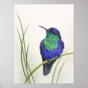 Colourful Crowned Woodnymph Hummingbird Poster
