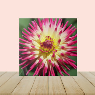 Colourful Dahlia Bloom Floral Tile