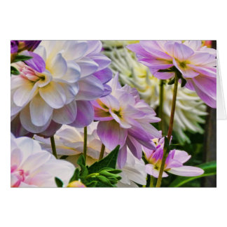 Colourful Dahlia Flower Summer Garden