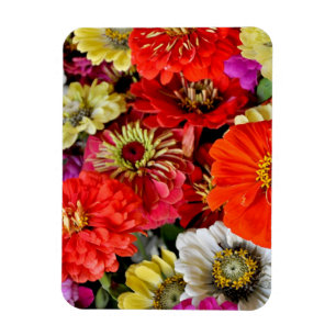 Colourful dahlia flowers magnet