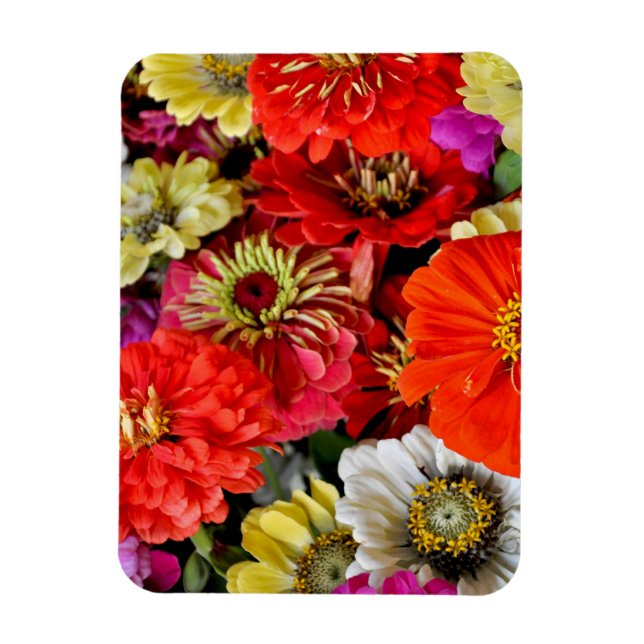 Colourful dahlia flowers magnet (Vertical)