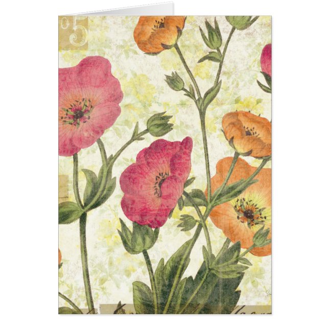 Colourful Daisies (Front)