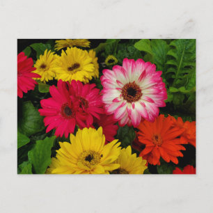 Colourful daisies postcard