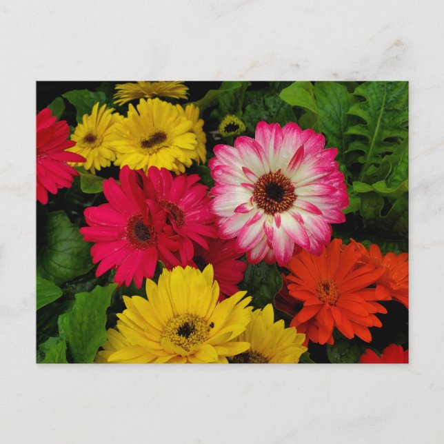 Colourful daisies postcard (Front)
