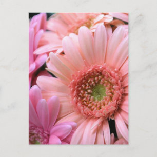 Colourful Daisies Postcard