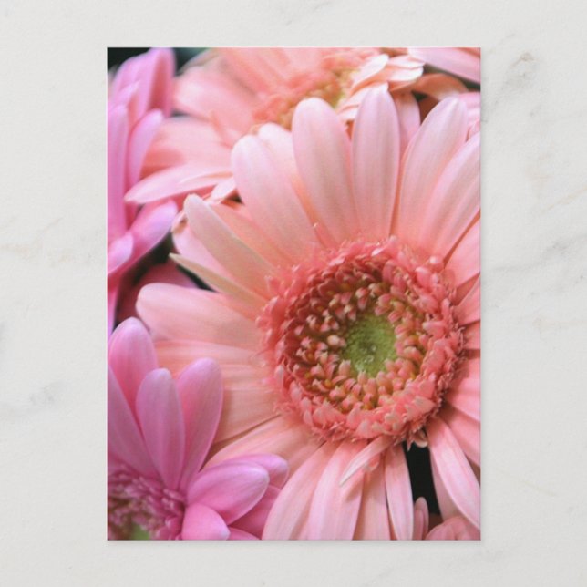 Colourful Daisies Postcard (Front)