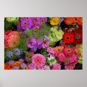 colourful daisies poster