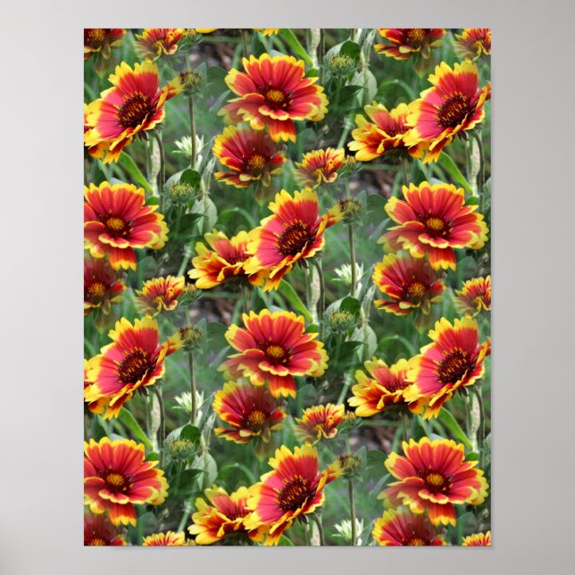 Colourful Daisy Flowers Nature Pattern  Poster (Front)
