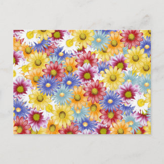 Colourful Daisy Flowers   Postcard