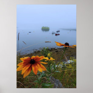 Colourful Daisy, Lubec Maine  Poster
