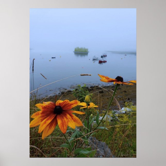 Colourful Daisy, Lubec Maine  Poster (Front)