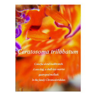 Colourful dorid nudibranch. poster