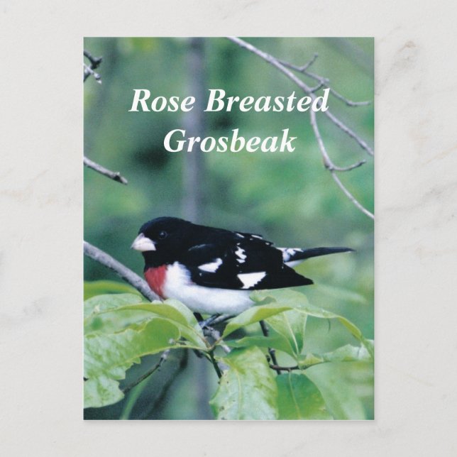 Colourful Dude, Rose Breasted Grosbeak Postcard (Front)
