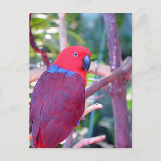 Colourful eclectus parrot postcard (Front)
