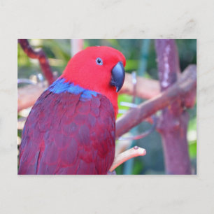 Colourful eclectus parrot postcard