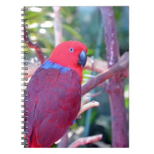 Colourful eclectus parrot spiral notebook