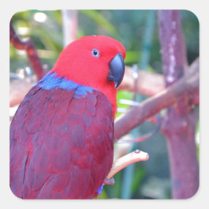 Colourful eclectus parrot square sticker