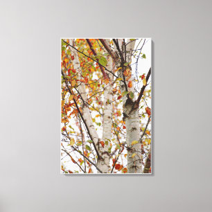 Colourful Fall Birch Trees Orange Red Yellow Canvas Print