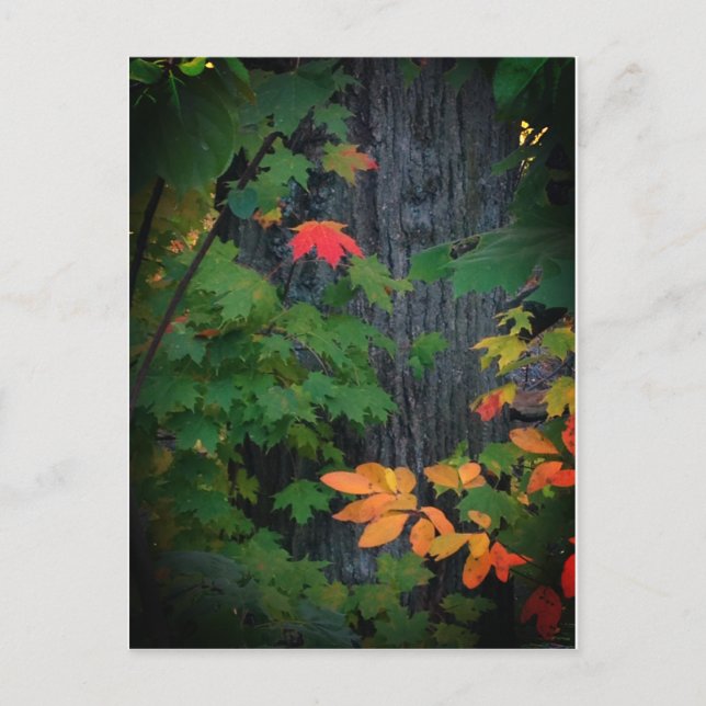 colourful fall leaf postcard (Front)