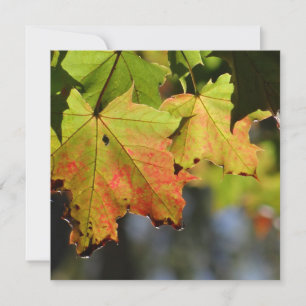 Colourful fall leaves