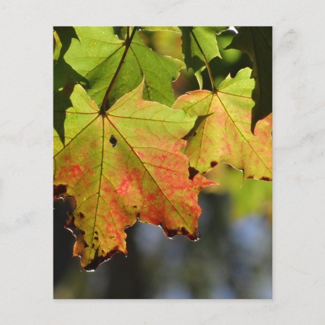 Colourful fall leaves flyer (Front)