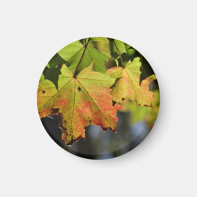 Colourful fall leaves magnet (Front)