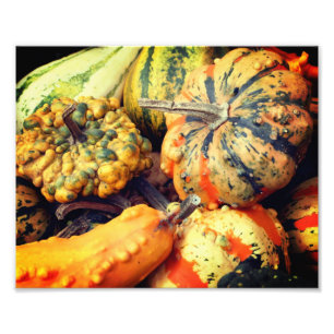 Colourful Fancy Gourds Close Up 8x10 Photo Print