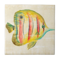 Colourful Fish