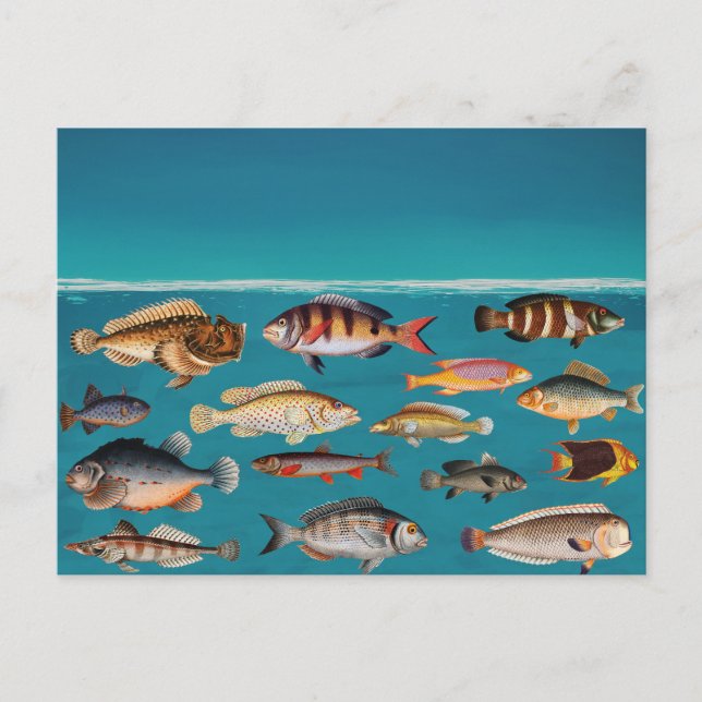 Colourful Fish Under Blue Ocean Water  Holiday Postcard (Front)