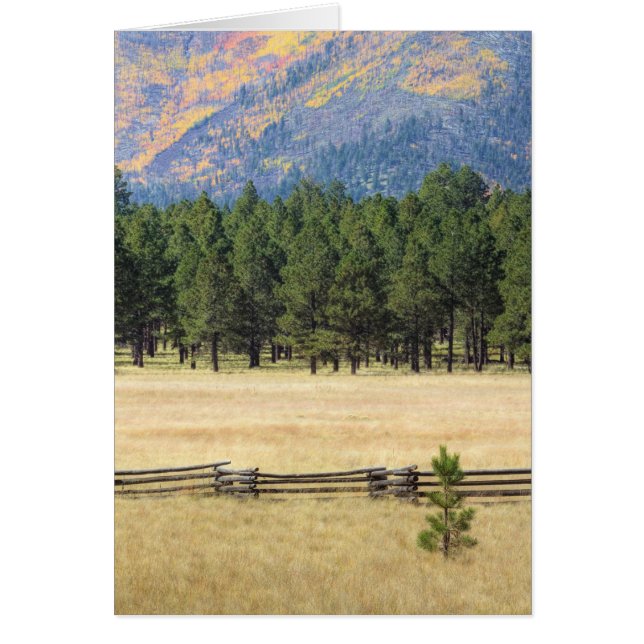 Colourful Flagstaff field (Front)