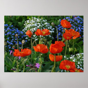Colourful Flower Bed  with red poppies Poster