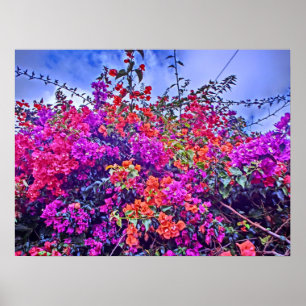 Colourful flower poster