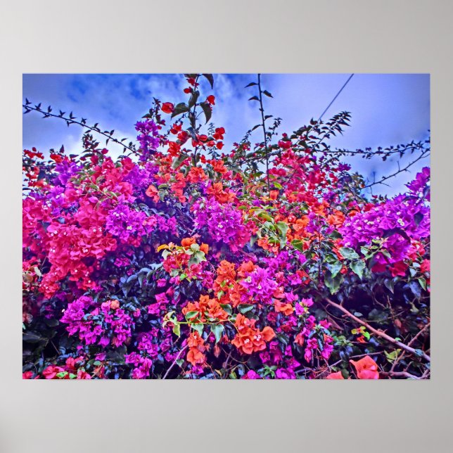 Colourful flower poster (Front)