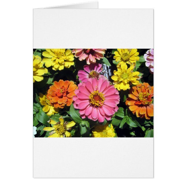 Colourful Flowers (Front)