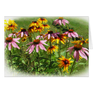 Colourful Flowers