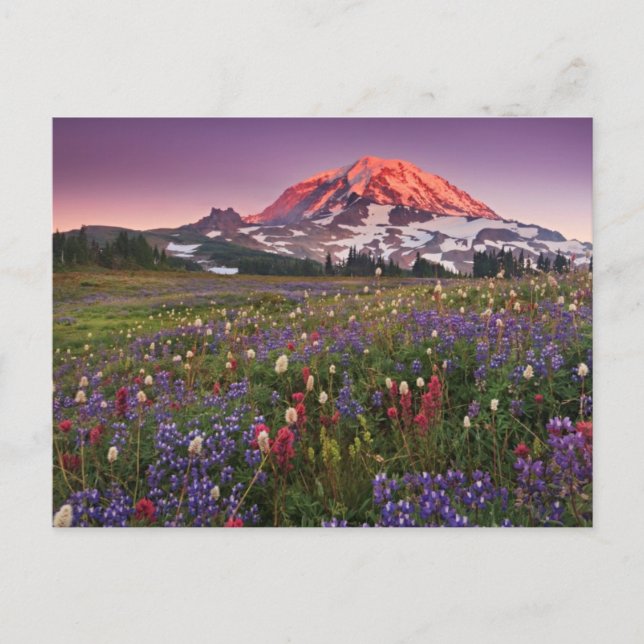 Colourful Flowers in Rainier National Park Postcard (Front)
