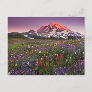 Colourful Flowers in Rainier National Park Postcard
