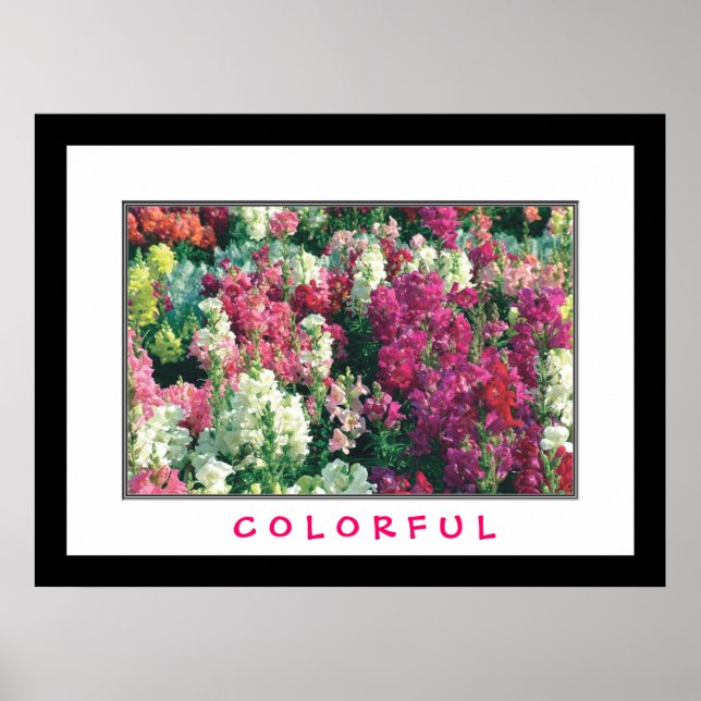 Colourful Flowers Poster (Front)